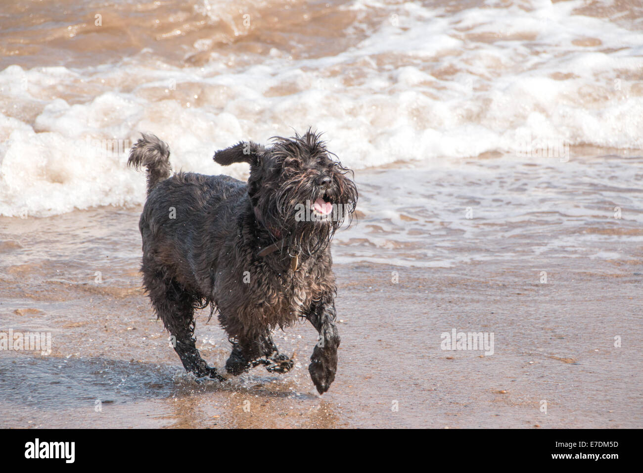 Un schnauzer noir chien jouant dans la mer (terre) Banque D'Images