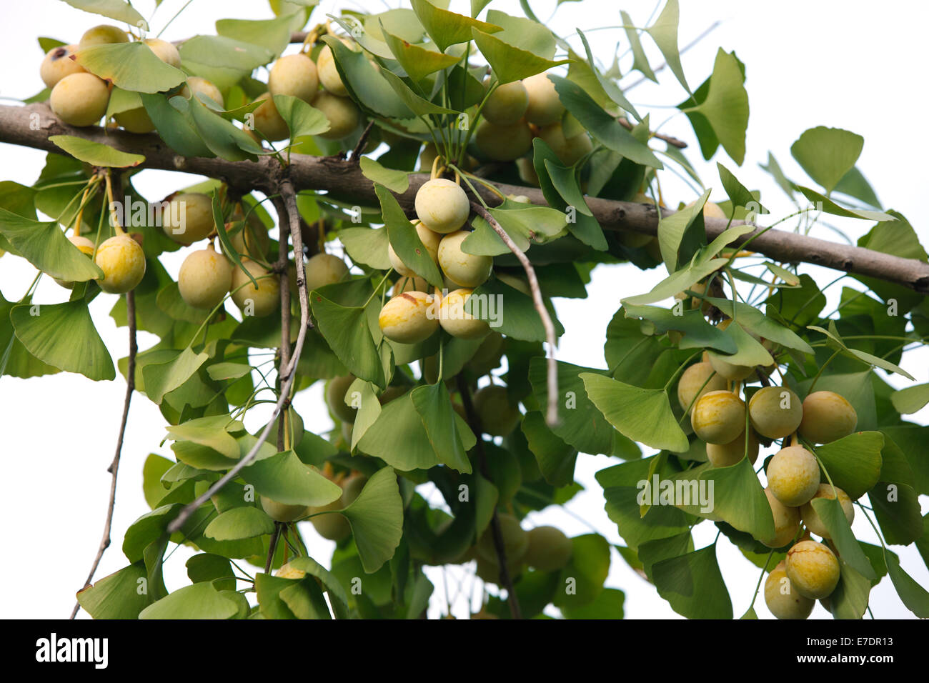Close-up of Fruit Ginkgo Biloba Banque D'Images
