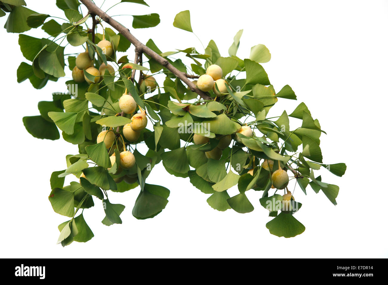 Close-up of Fruit Ginkgo Biloba Banque D'Images