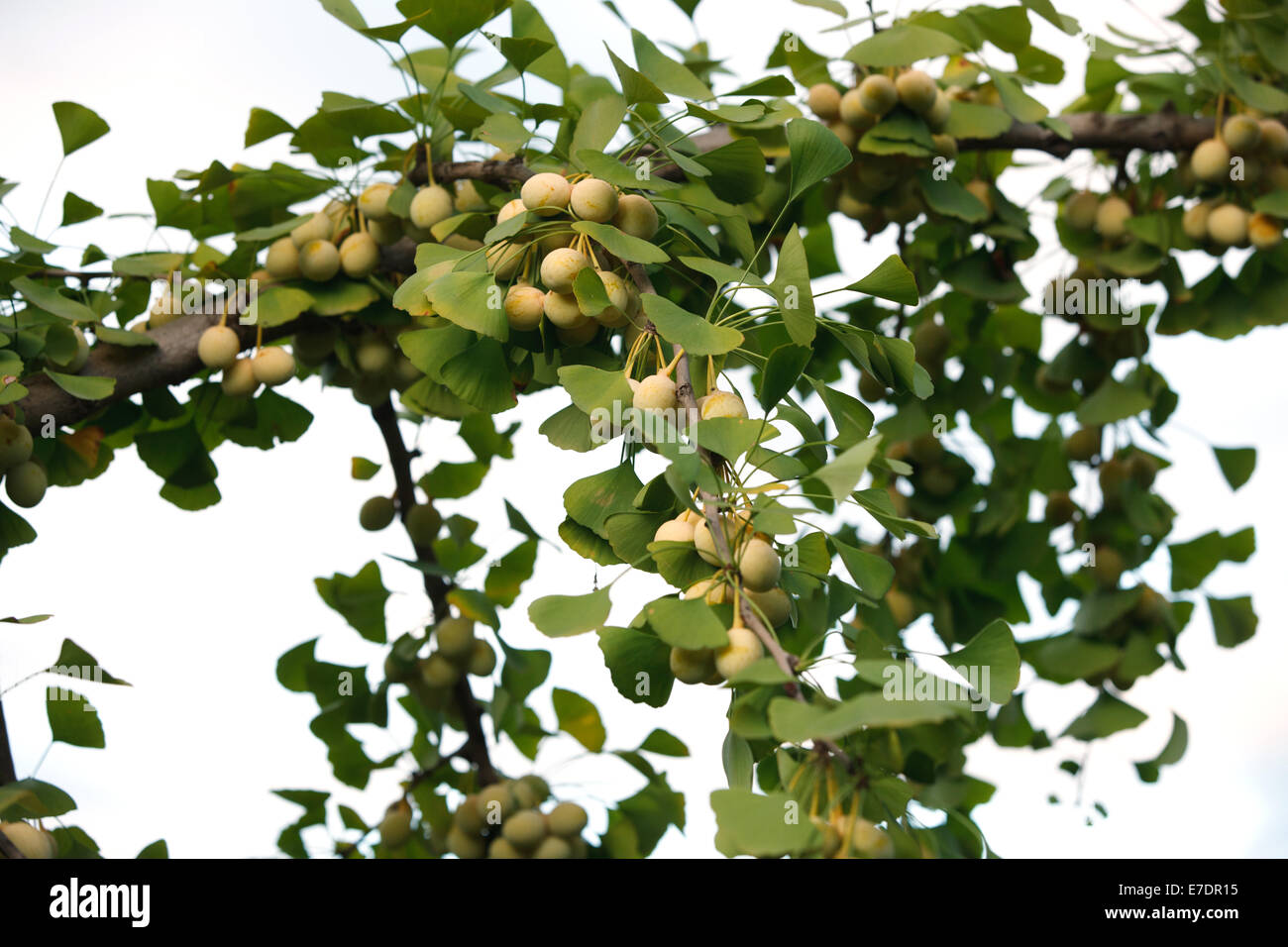 Close-up of Fruit Ginkgo Biloba Banque D'Images