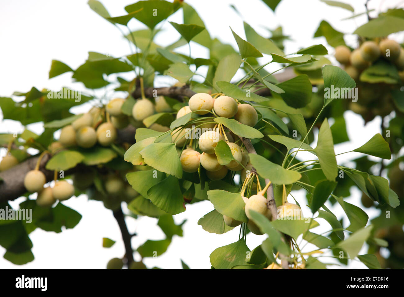 Close-up of Fruit Ginkgo Biloba Banque D'Images