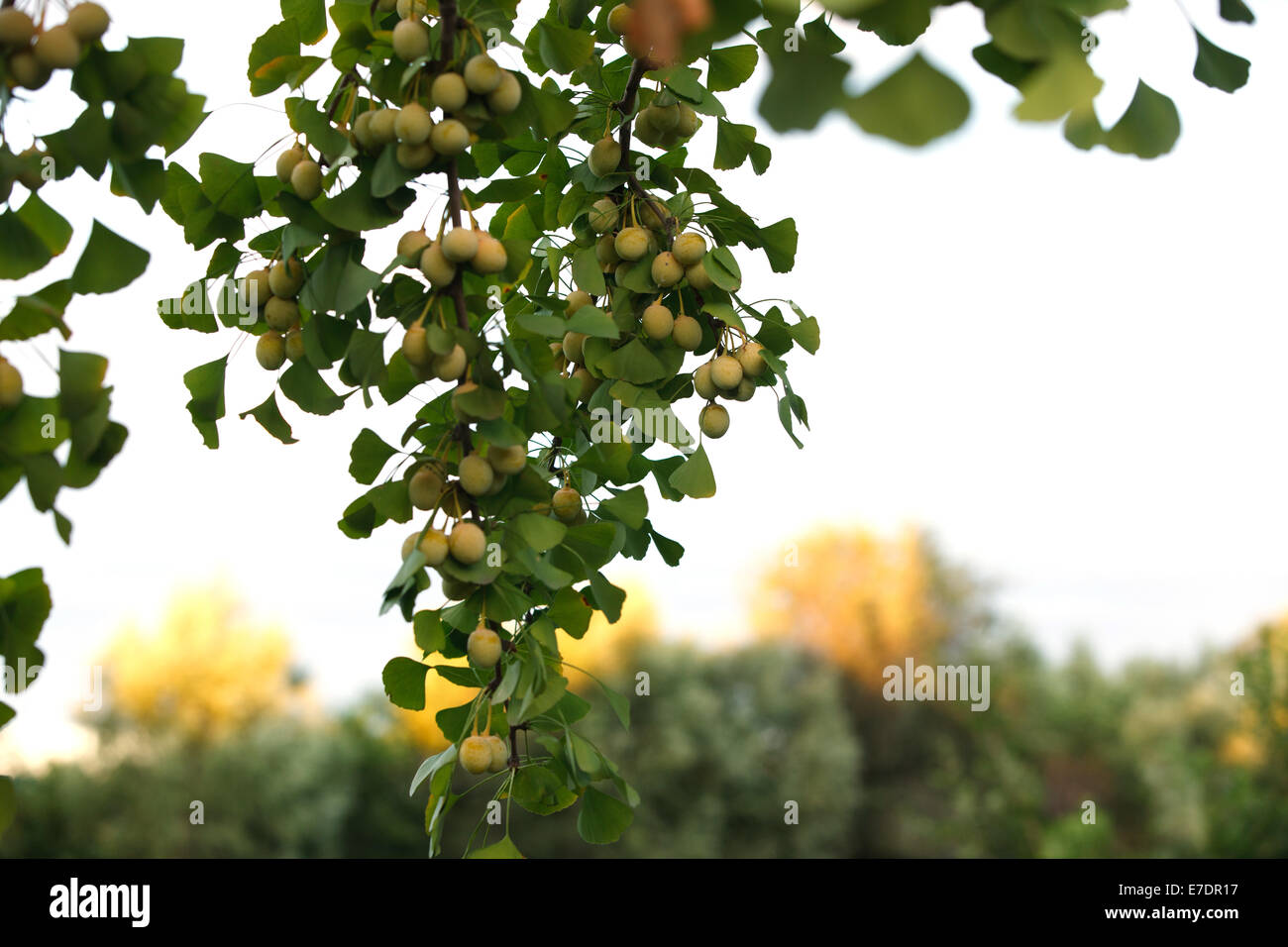 Close-up of Fruit Ginkgo Biloba Banque D'Images