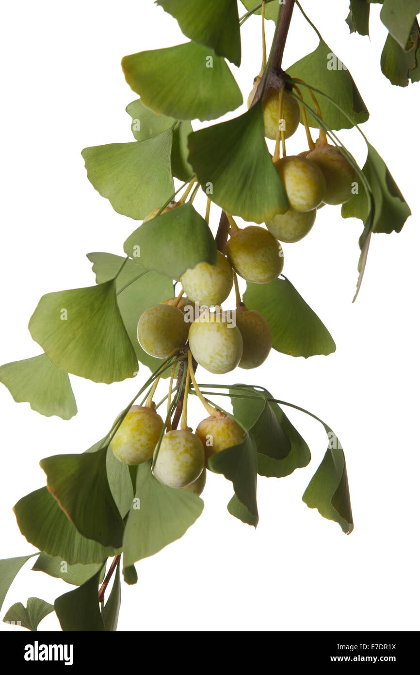 Close-up of Fruit Ginkgo Biloba Banque D'Images