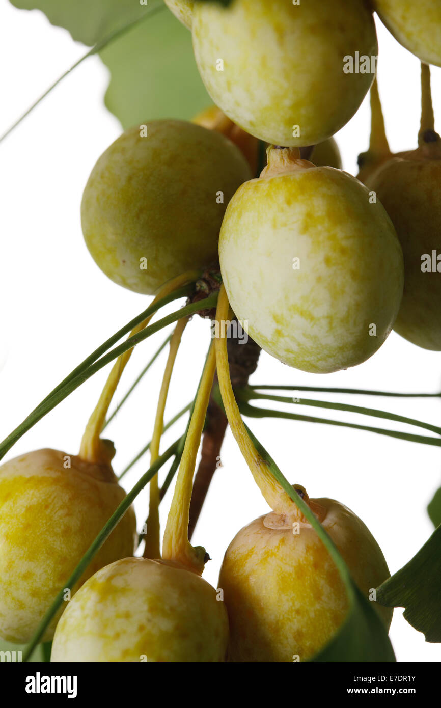 Close-up of Fruit Ginkgo Biloba Banque D'Images