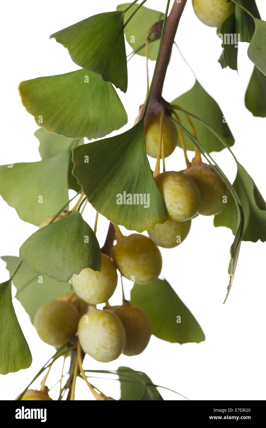 Close-up of Fruit Ginkgo Biloba Banque D'Images