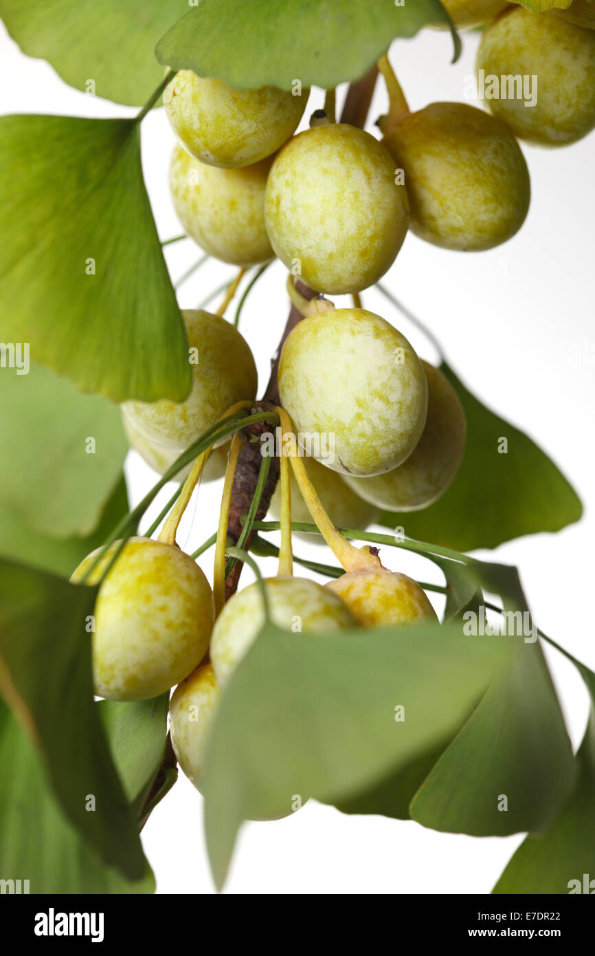Close-up of Fruit Ginkgo Biloba Banque D'Images