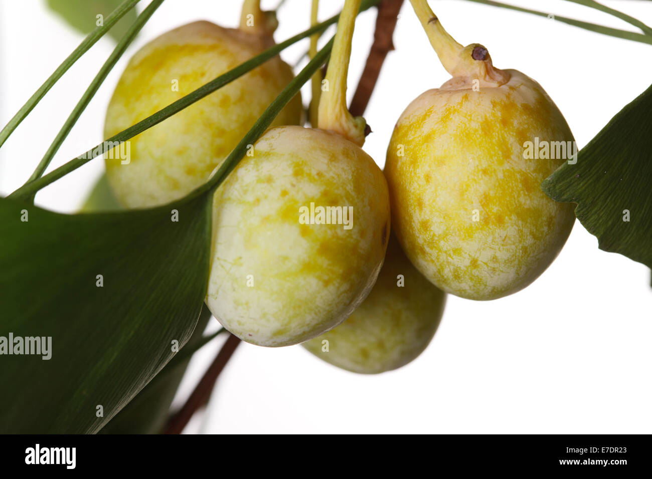 Close-up of Fruit Ginkgo Biloba Banque D'Images