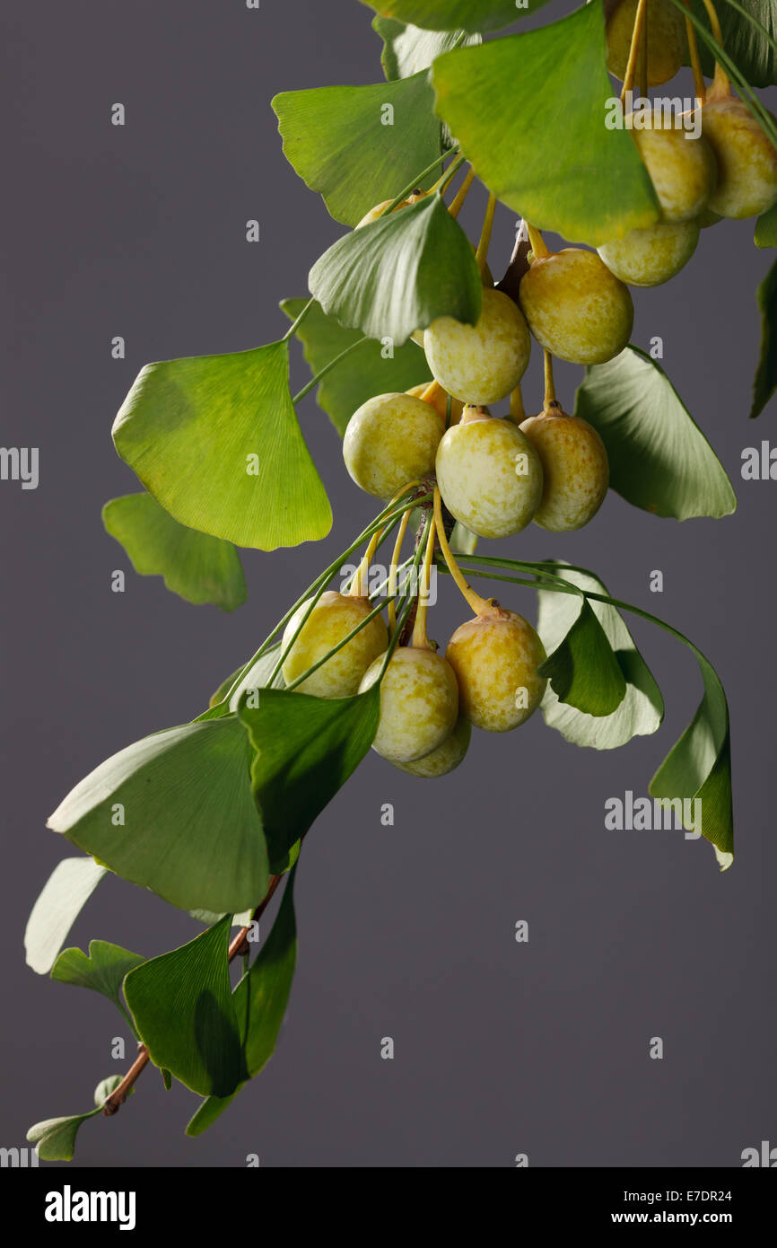 Close-up of Fruit Ginkgo Biloba Banque D'Images