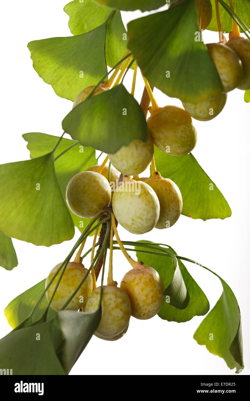 Close-up of Fruit Ginkgo Biloba Banque D'Images