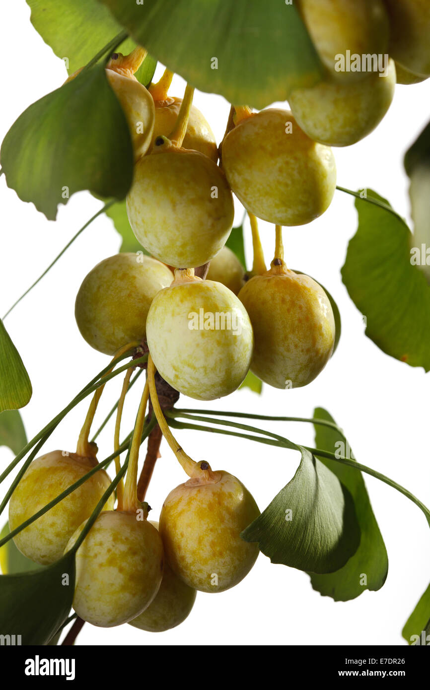 Close-up of Fruit Ginkgo Biloba Banque D'Images