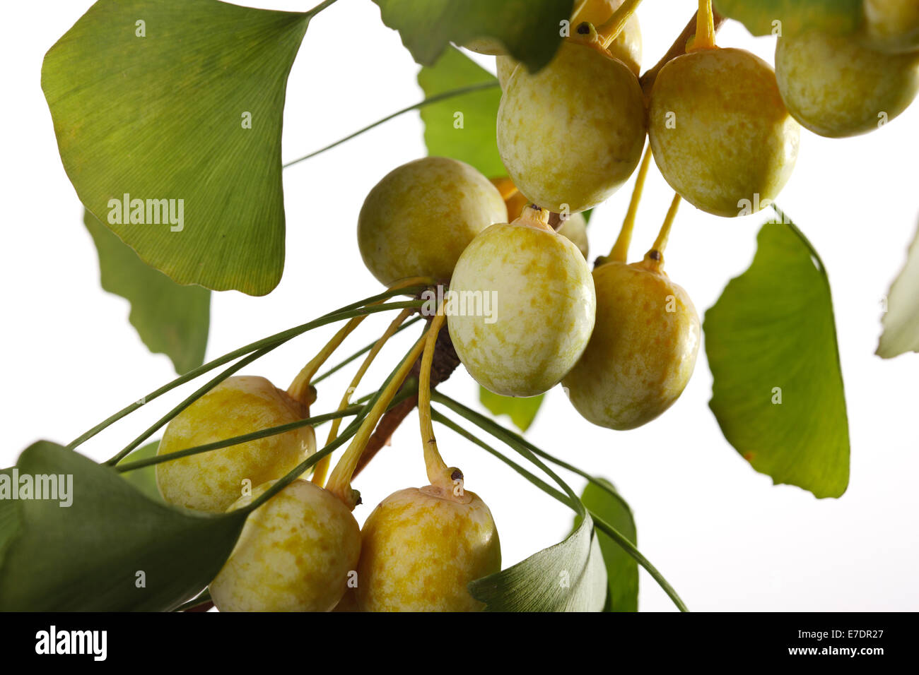 Close-up of Fruit Ginkgo Biloba Banque D'Images