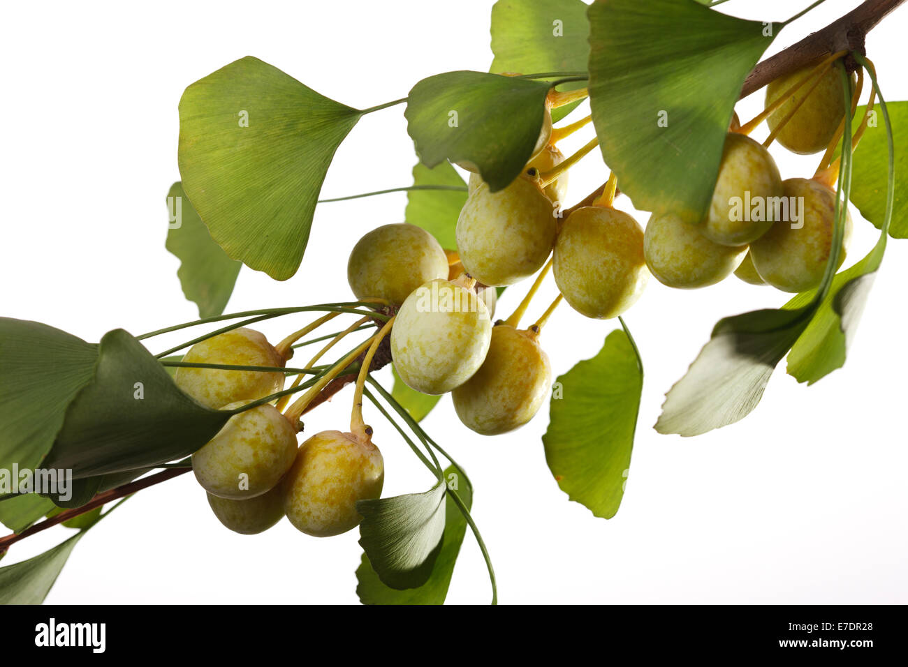 Close-up of Fruit Ginkgo Biloba Banque D'Images