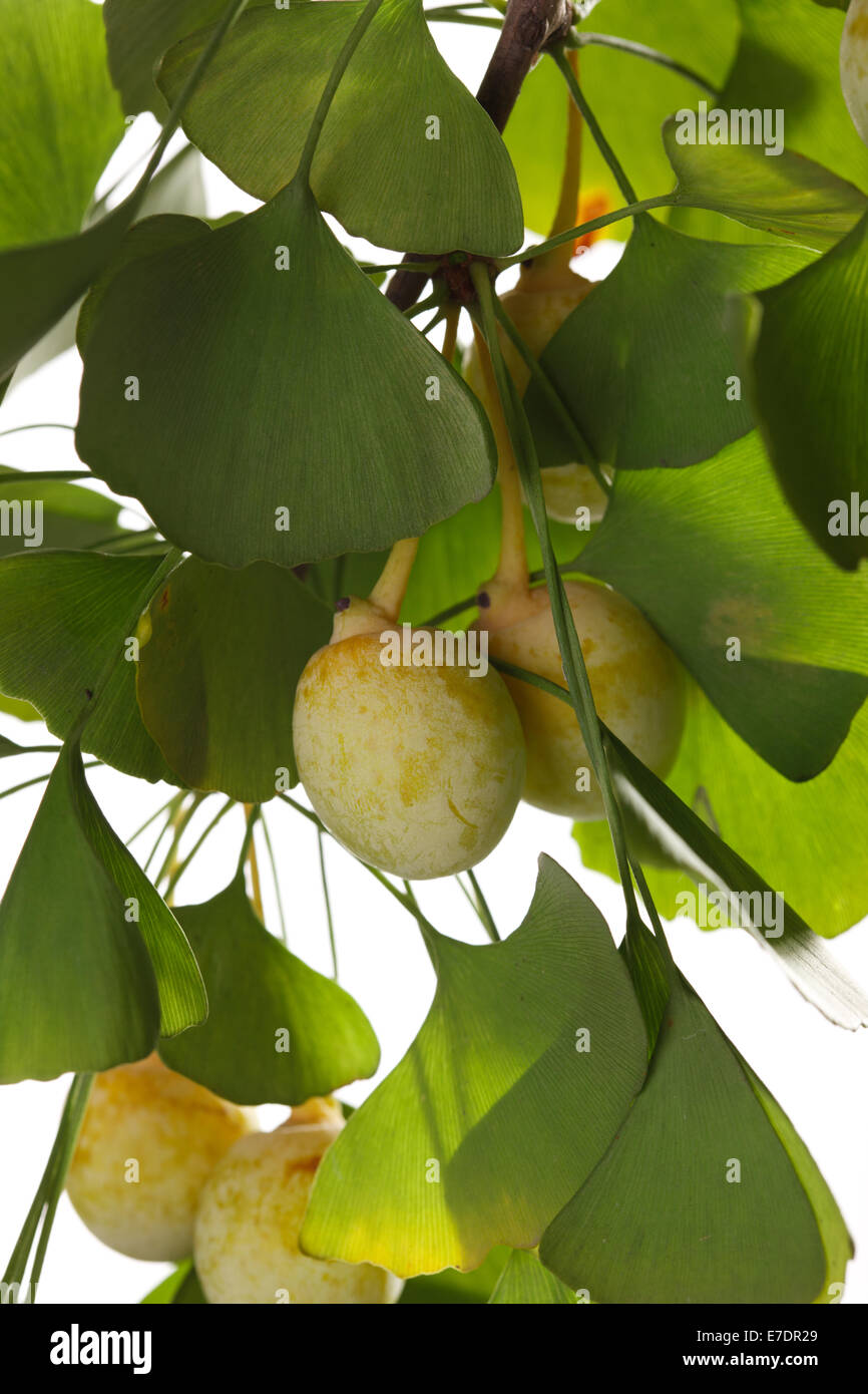 Close-up of Fruit Ginkgo Biloba Banque D'Images