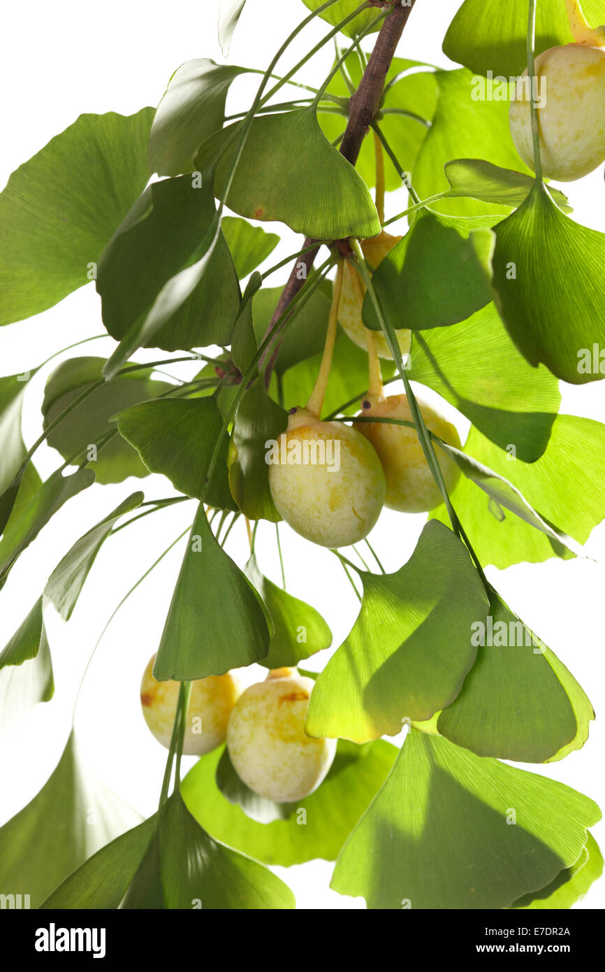 Close-up of Fruit Ginkgo Biloba Banque D'Images