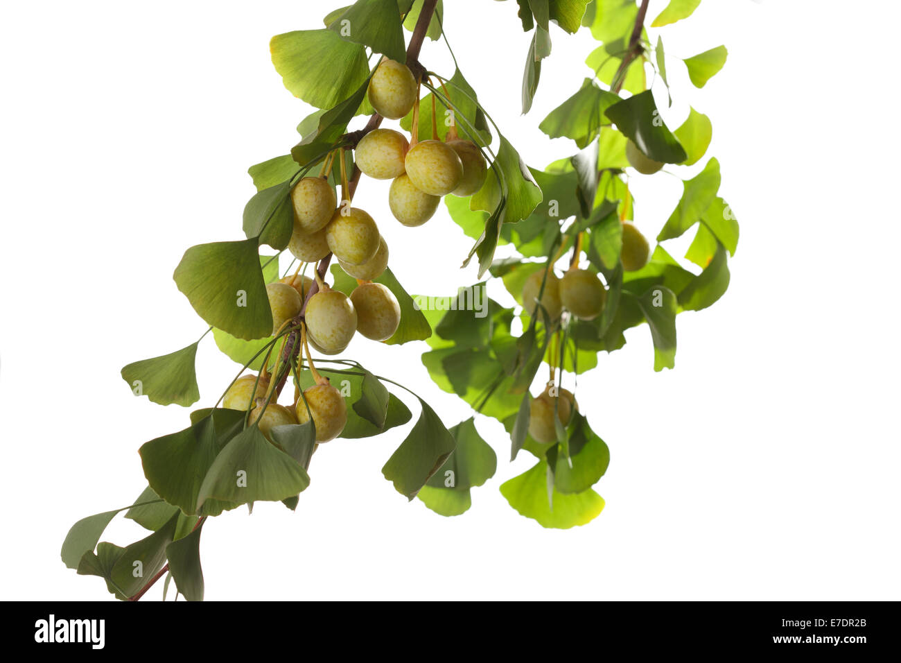 Close-up of Fruit Ginkgo Biloba Banque D'Images