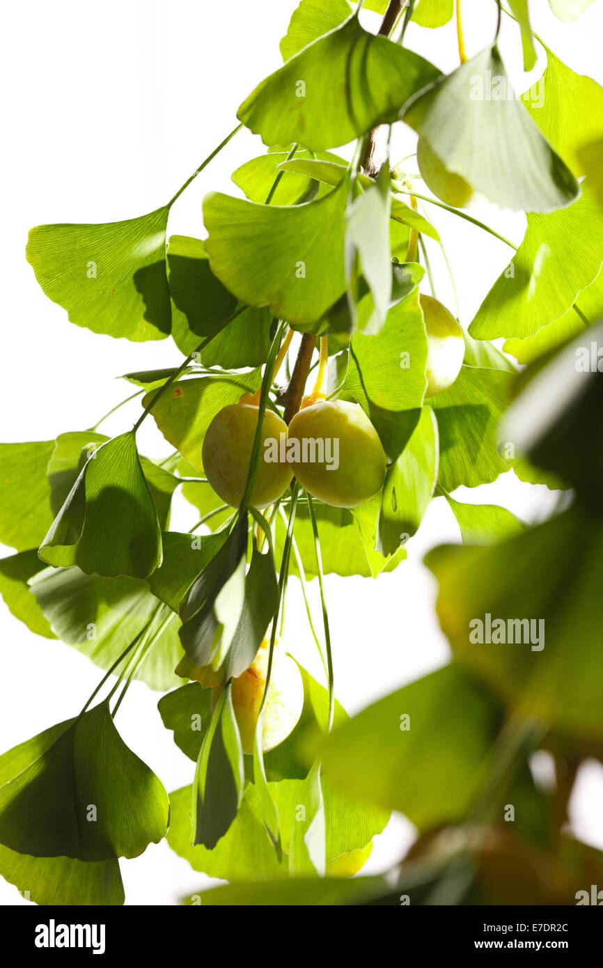 Close-up of Fruit Ginkgo Biloba Banque D'Images