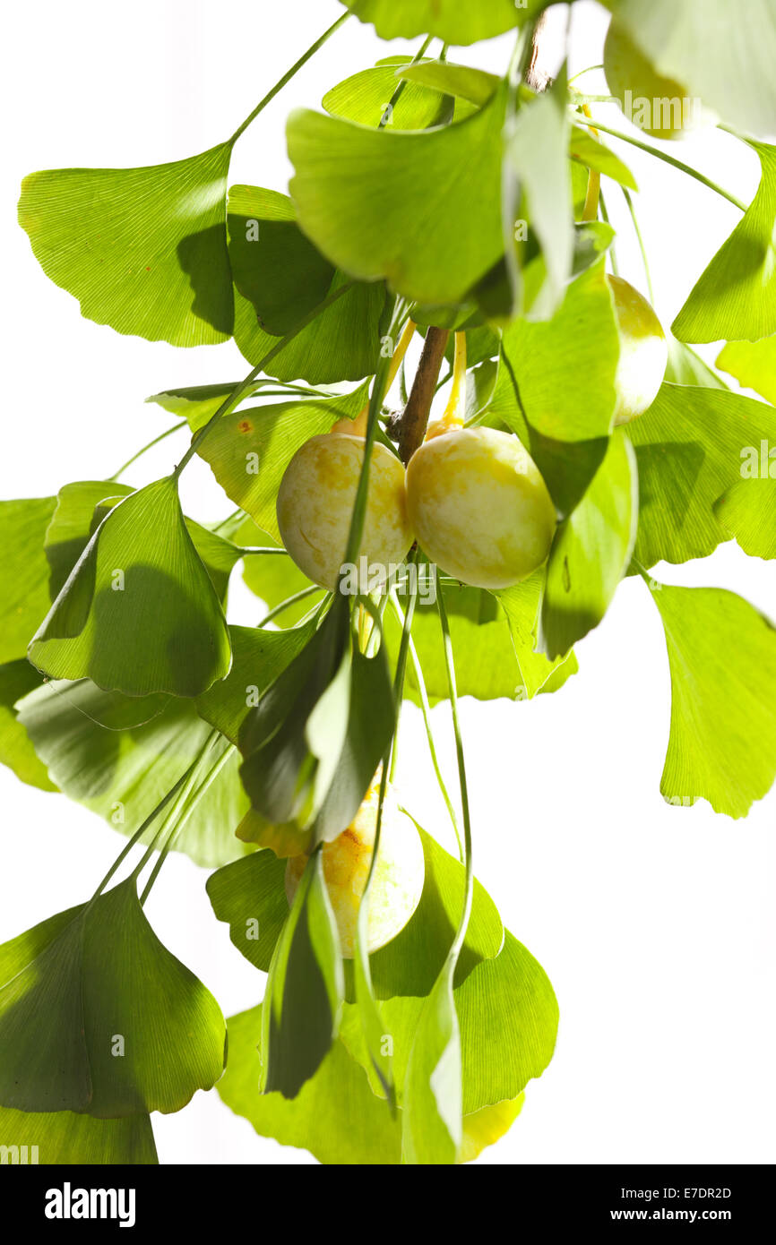 Close-up of Fruit Ginkgo Biloba Banque D'Images