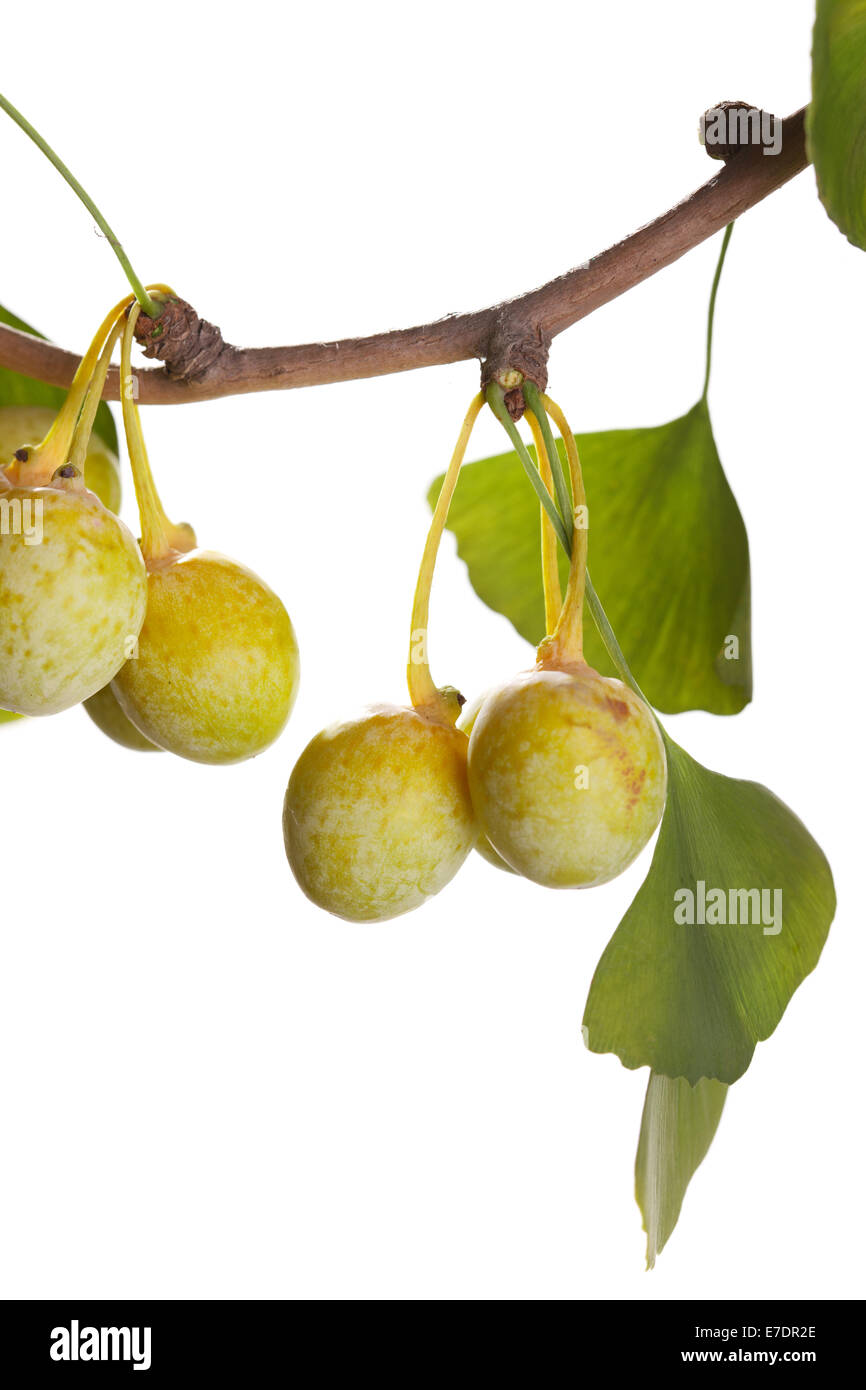 Close-up of Fruit Ginkgo Biloba Banque D'Images