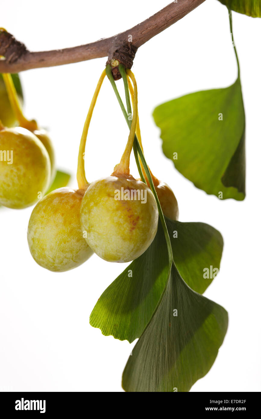 Close-up of Fruit Ginkgo Biloba Banque D'Images