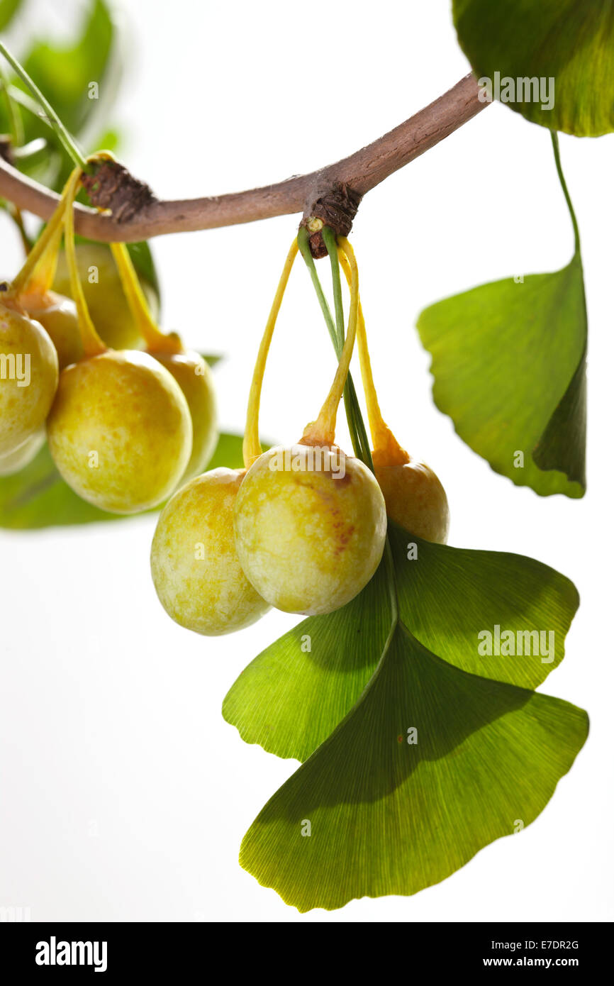 Close-up of Fruit Ginkgo Biloba Banque D'Images