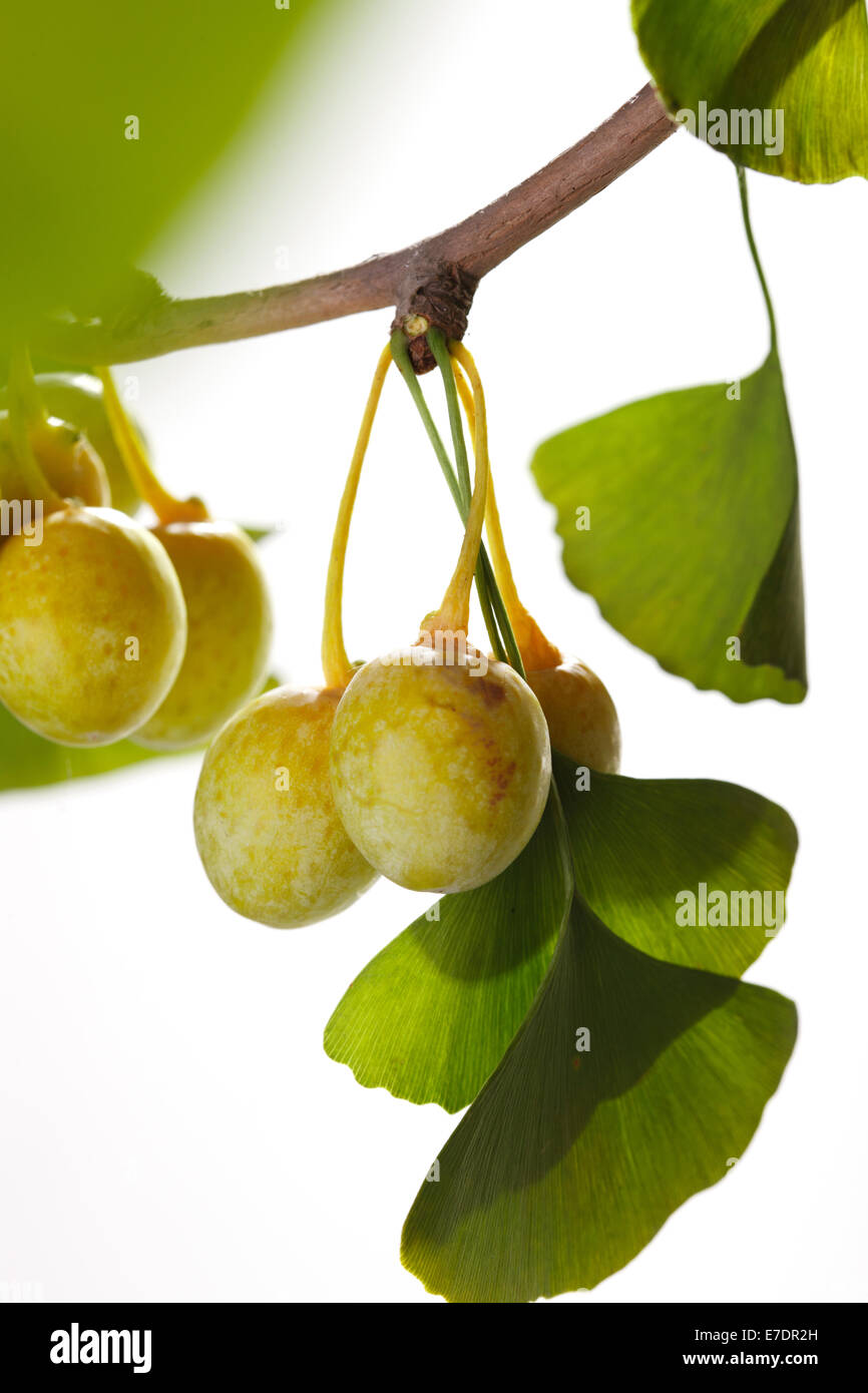 Close-up of Fruit Ginkgo Biloba Banque D'Images