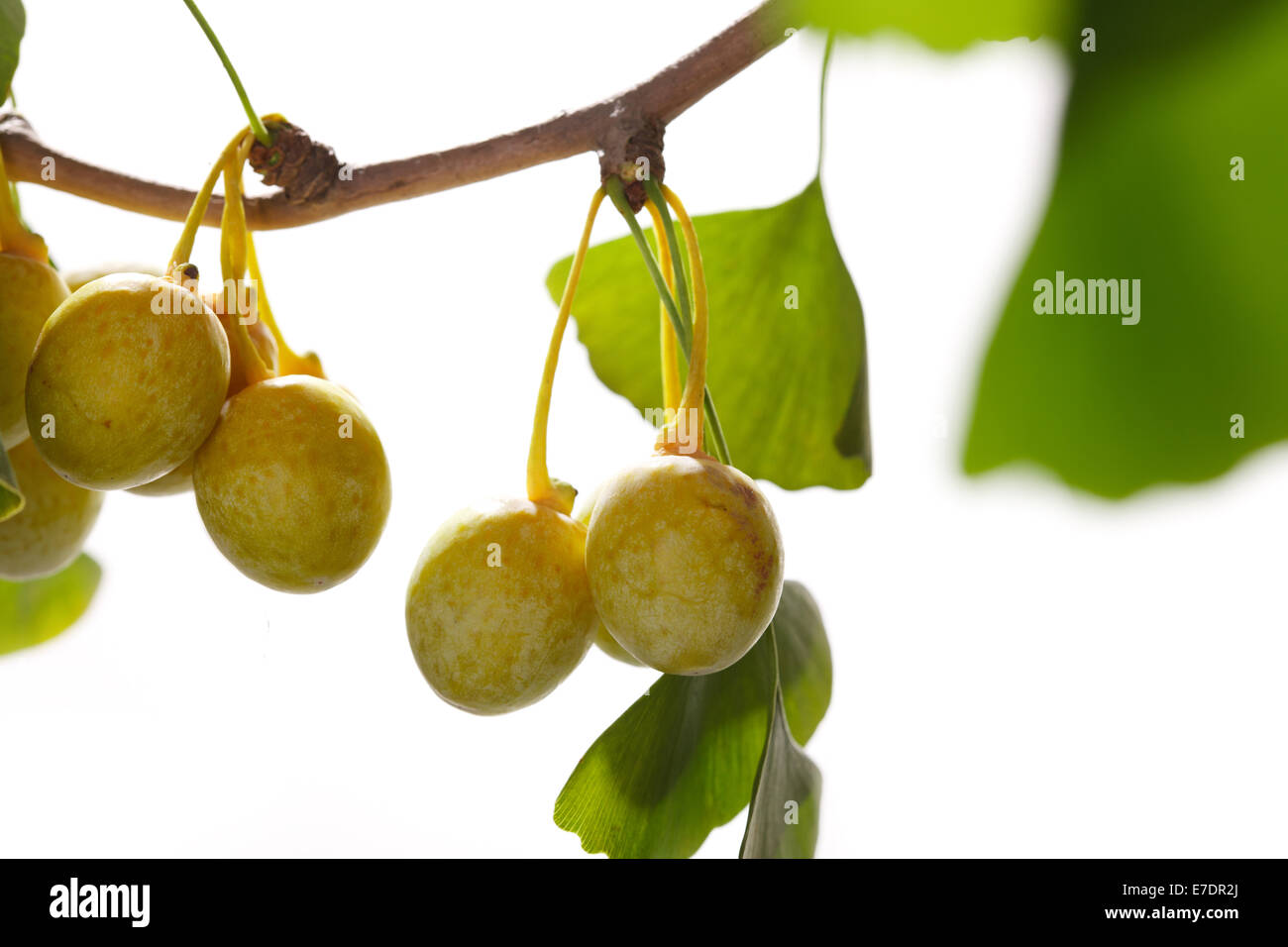 Close-up of Fruit Ginkgo Biloba Banque D'Images