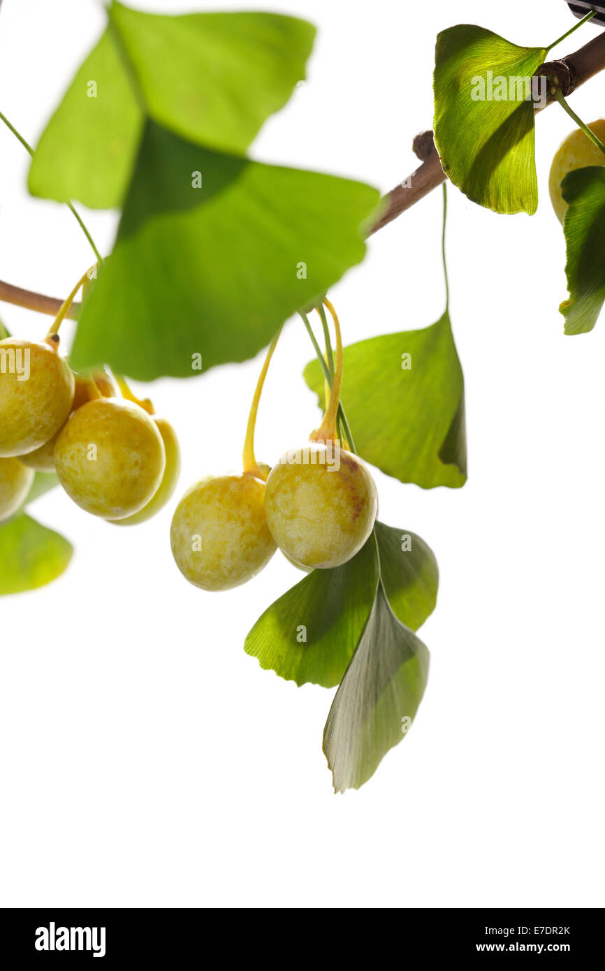 Close-up of Fruit Ginkgo Biloba Banque D'Images