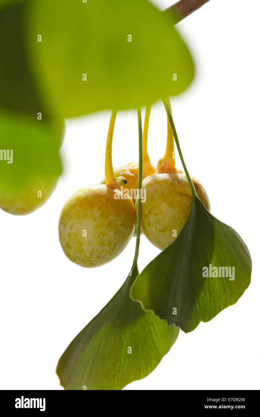 Close-up of Fruit Ginkgo Biloba Banque D'Images