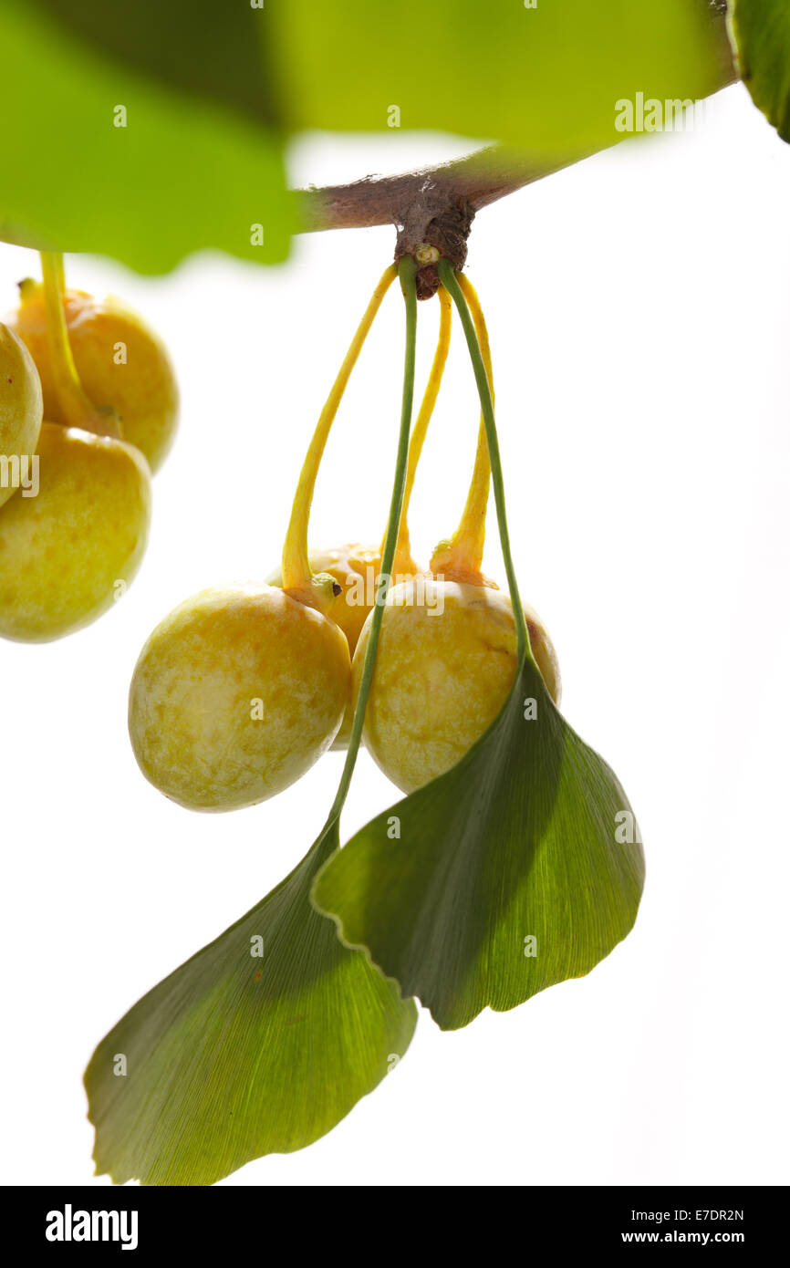 Close-up of Fruit Ginkgo Biloba Banque D'Images