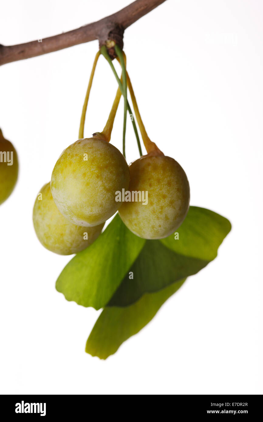 Close-up of Fruit Ginkgo Biloba Banque D'Images