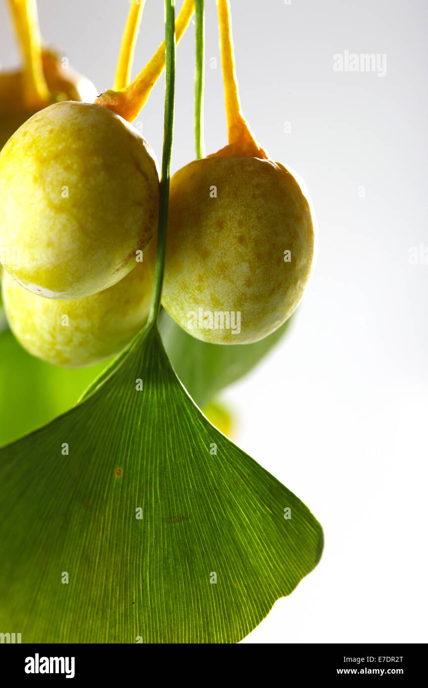 Close-up of Fruit Ginkgo Biloba Banque D'Images