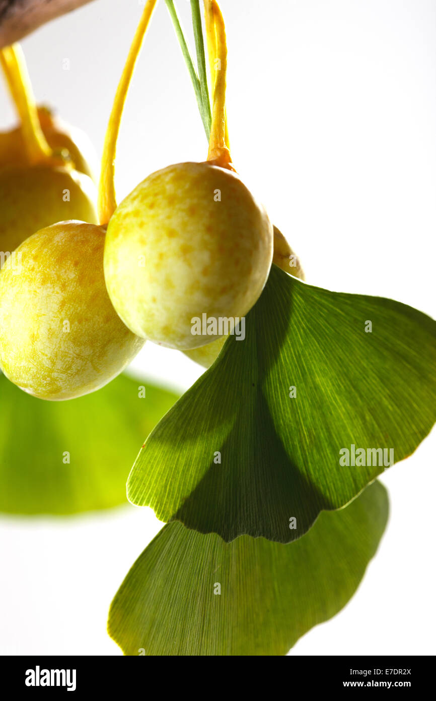 Close-up of Fruit Ginkgo Biloba Banque D'Images