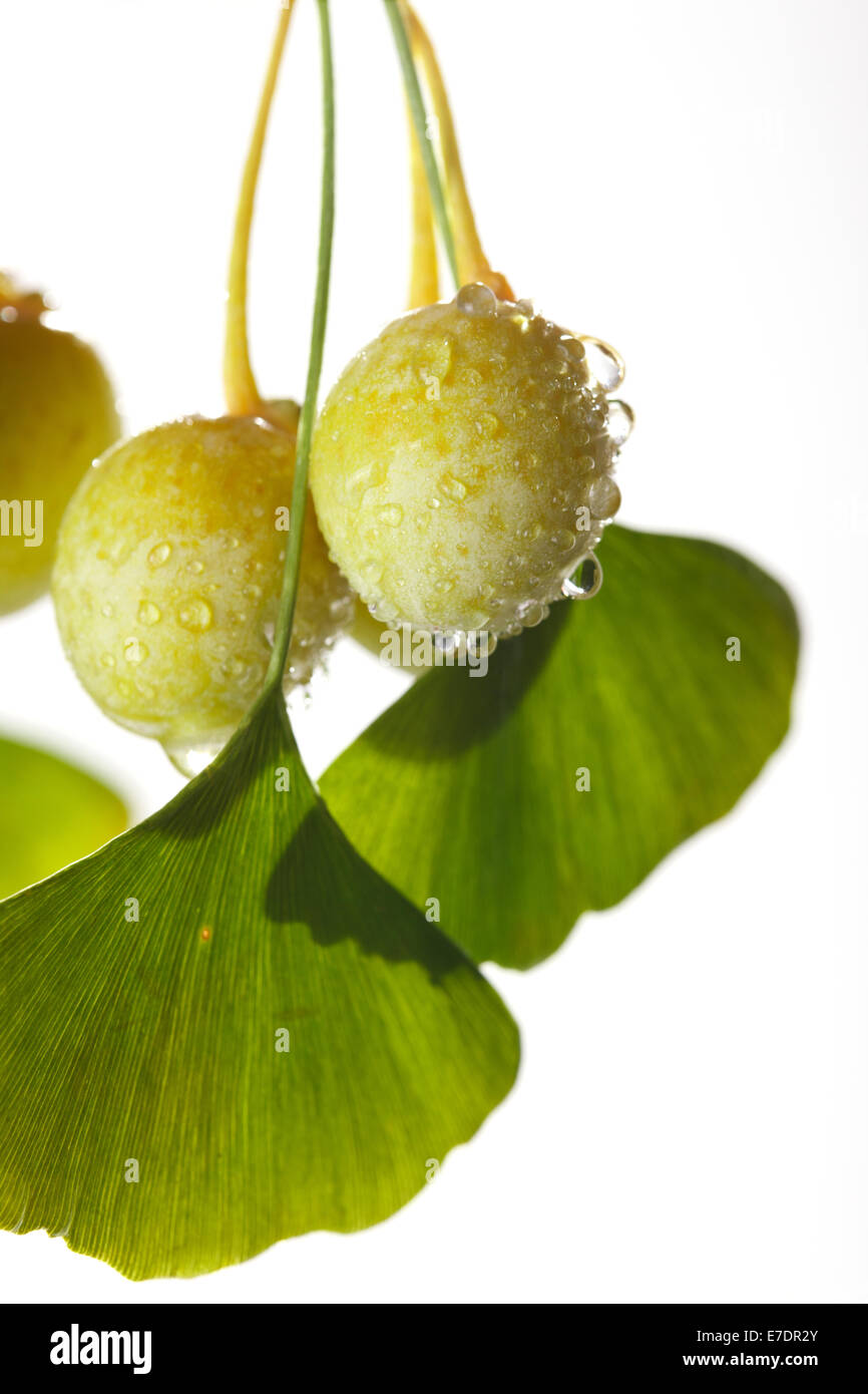 Close-up of Fruit Ginkgo Biloba Banque D'Images