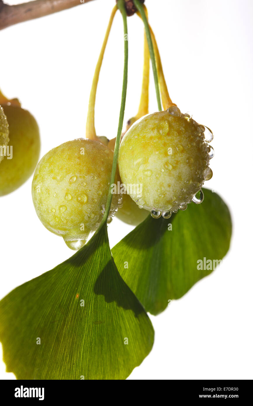 Close-up of Fruit Ginkgo Biloba Banque D'Images