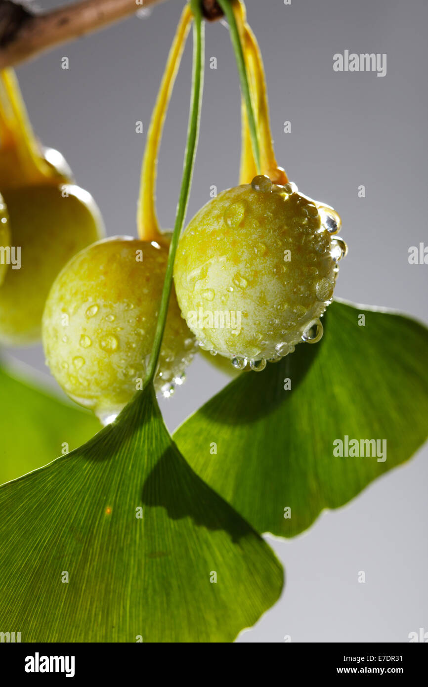 Close-up of Fruit Ginkgo Biloba Banque D'Images