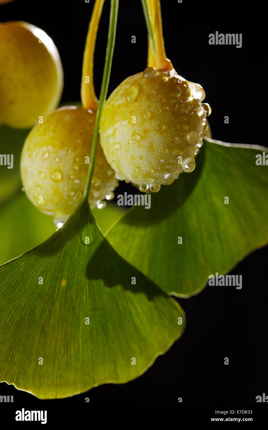 Close-up of Fruit Ginkgo Biloba Banque D'Images