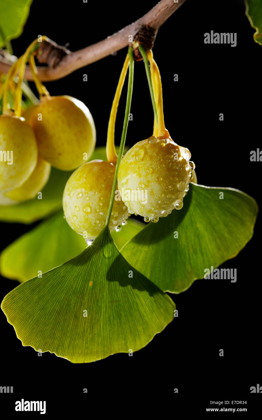 Close-up of Fruit Ginkgo Biloba Banque D'Images