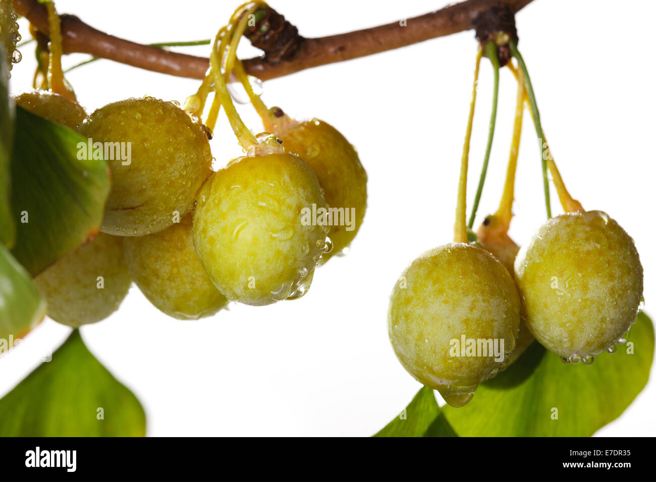 Close-up of Fruit Ginkgo Biloba Banque D'Images