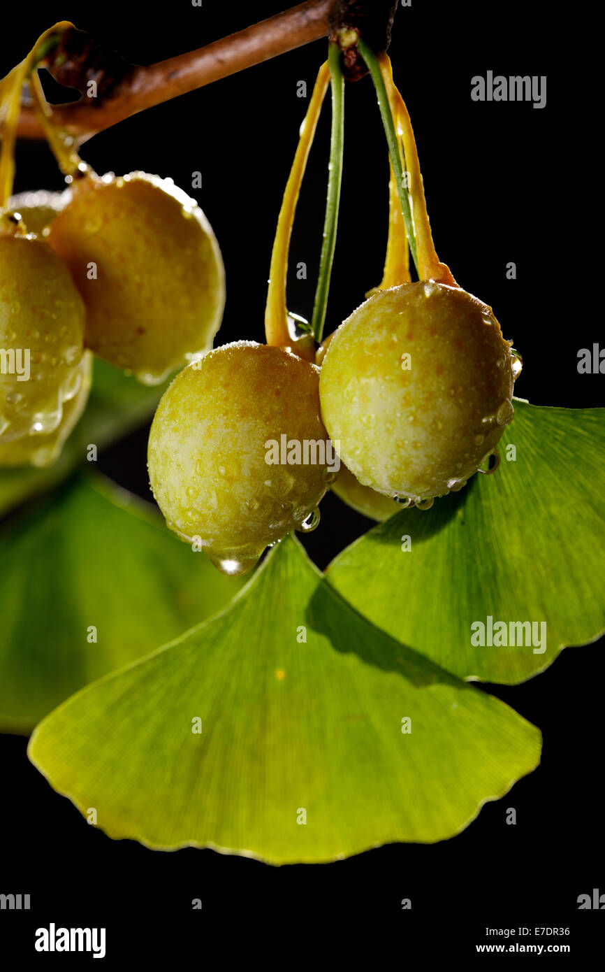 Close-up of Fruit Ginkgo Biloba Banque D'Images