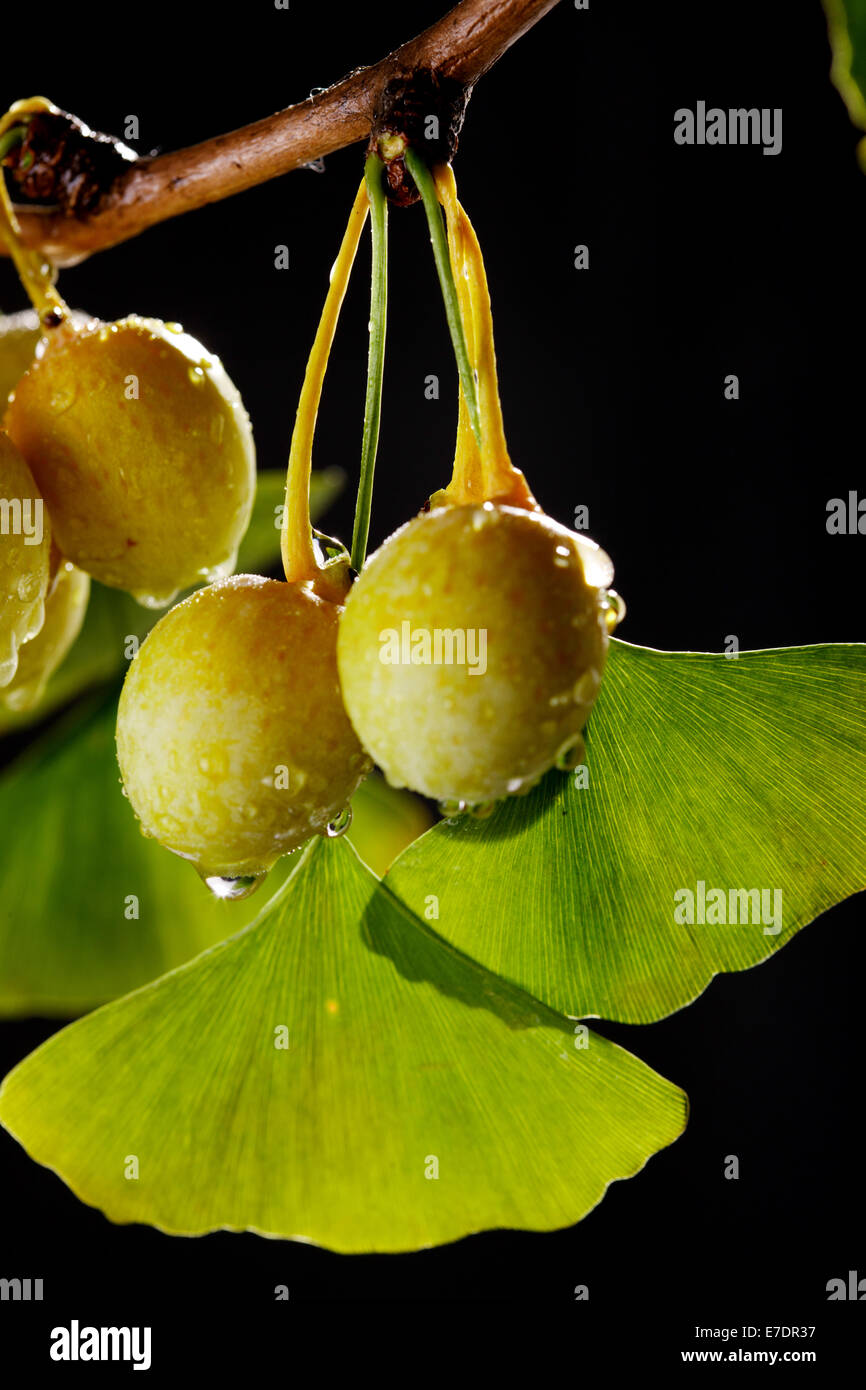 Close-up of Fruit Ginkgo Biloba Banque D'Images
