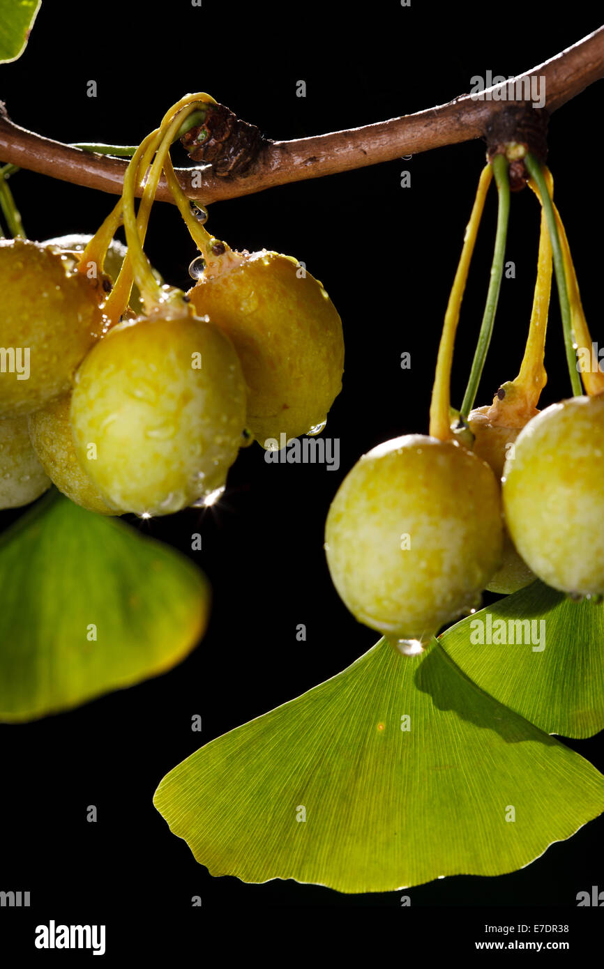 Close-up of Fruit Ginkgo Biloba Banque D'Images