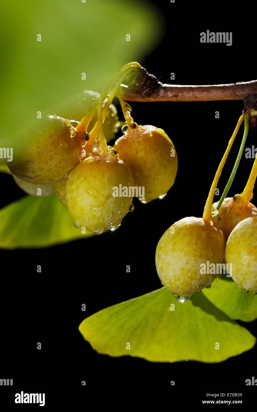 Close-up of Fruit Ginkgo Biloba Banque D'Images