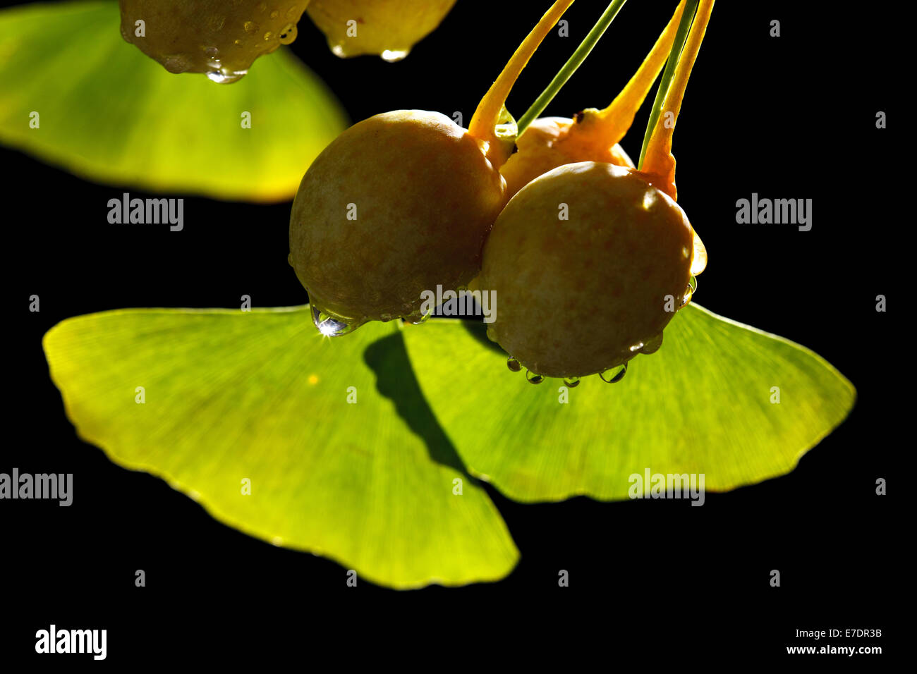 Close-up of Fruit Ginkgo Biloba Banque D'Images
