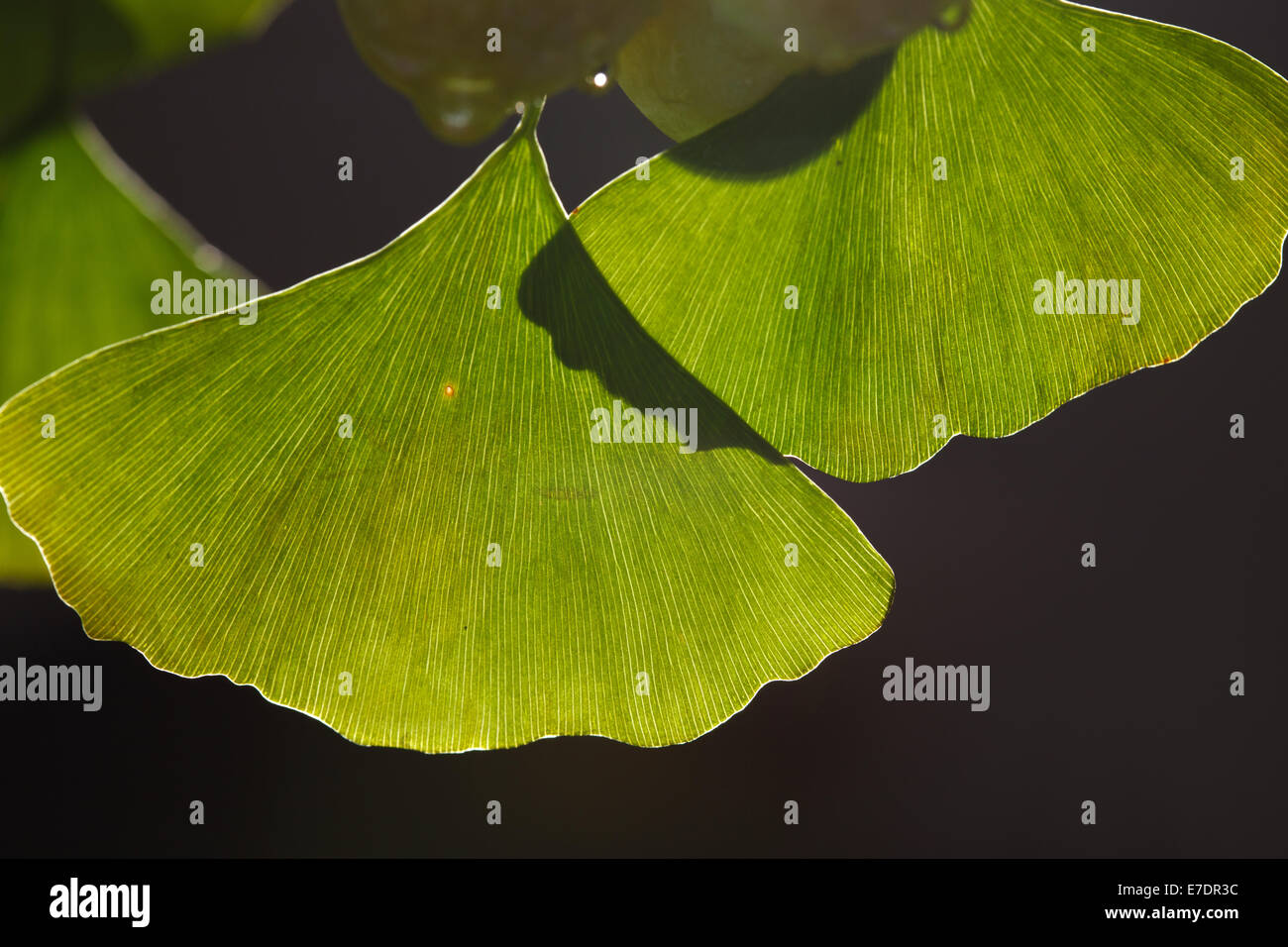 Close-up of Fruit Ginkgo Biloba Banque D'Images