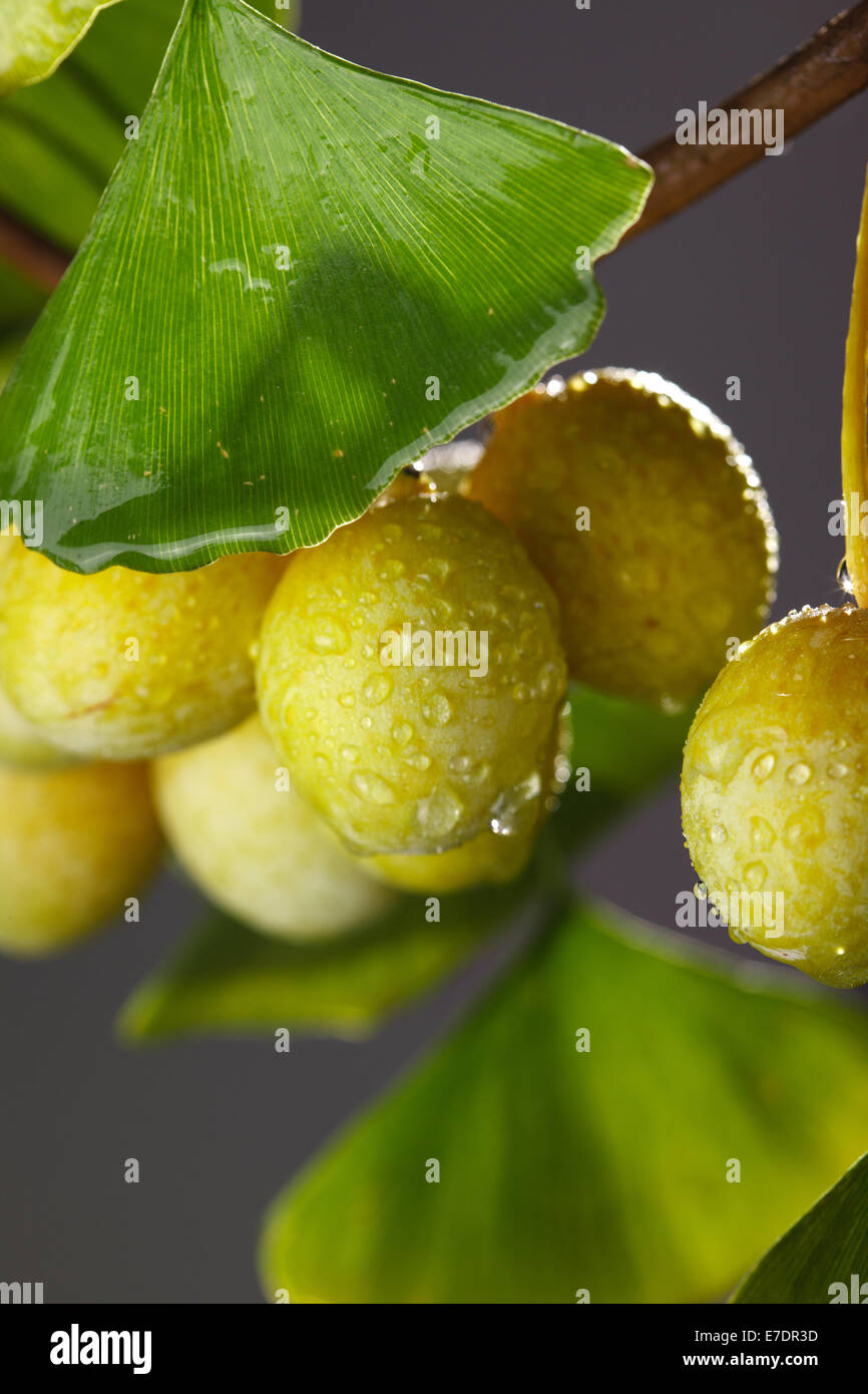 Close-up of Fruit Ginkgo Biloba Banque D'Images