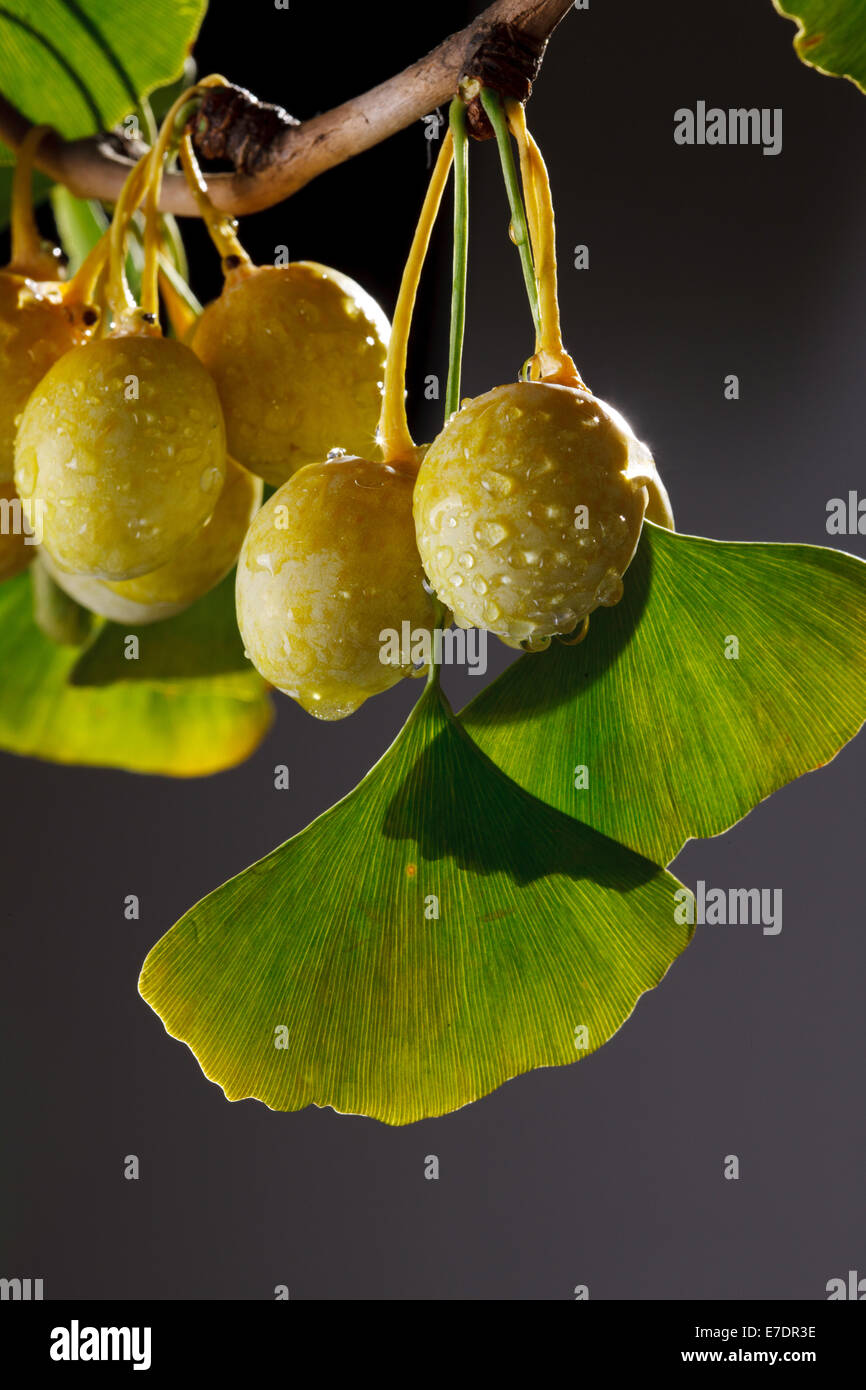 Close-up of Fruit Ginkgo Biloba Banque D'Images