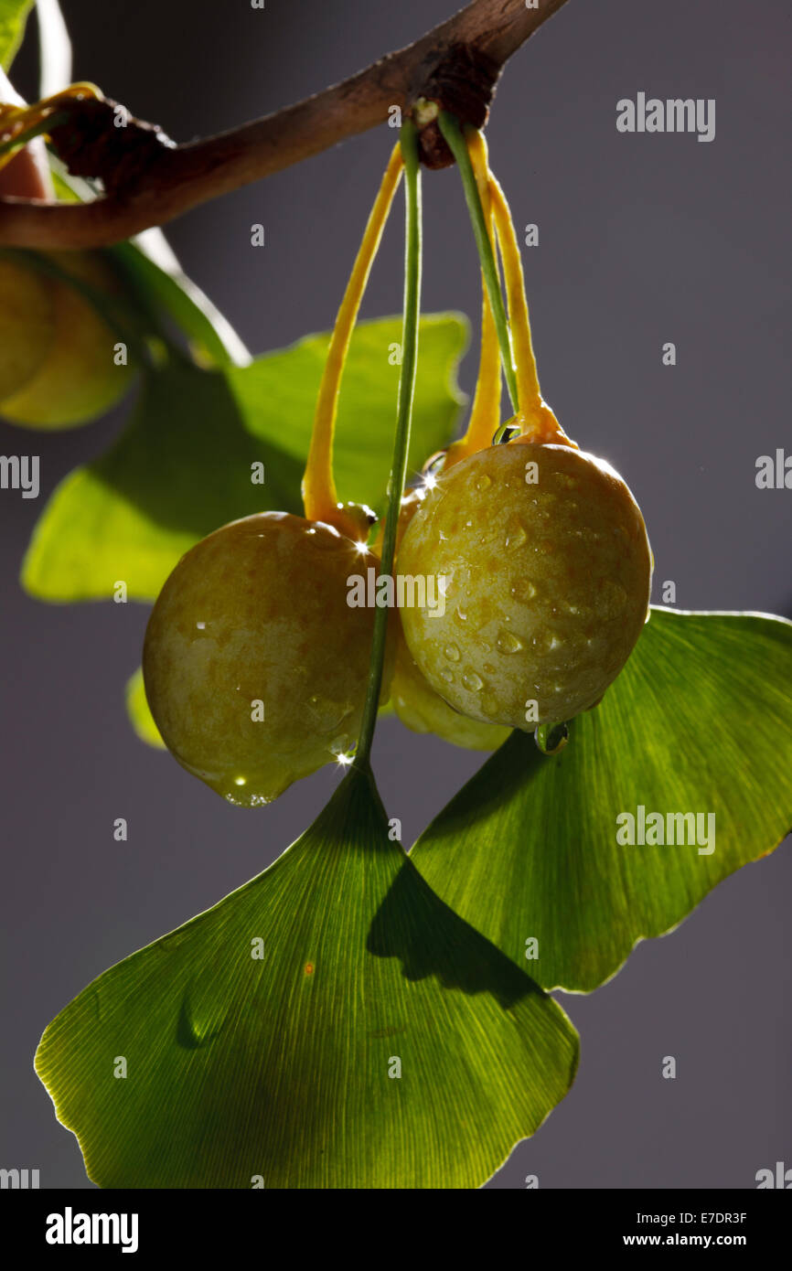 Close-up of Fruit Ginkgo Biloba Banque D'Images
