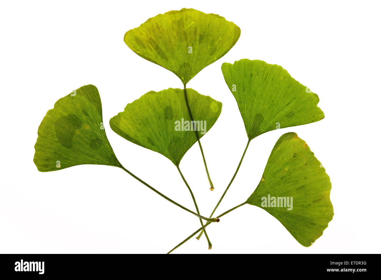 Close-up of Fruit Ginkgo Biloba Banque D'Images