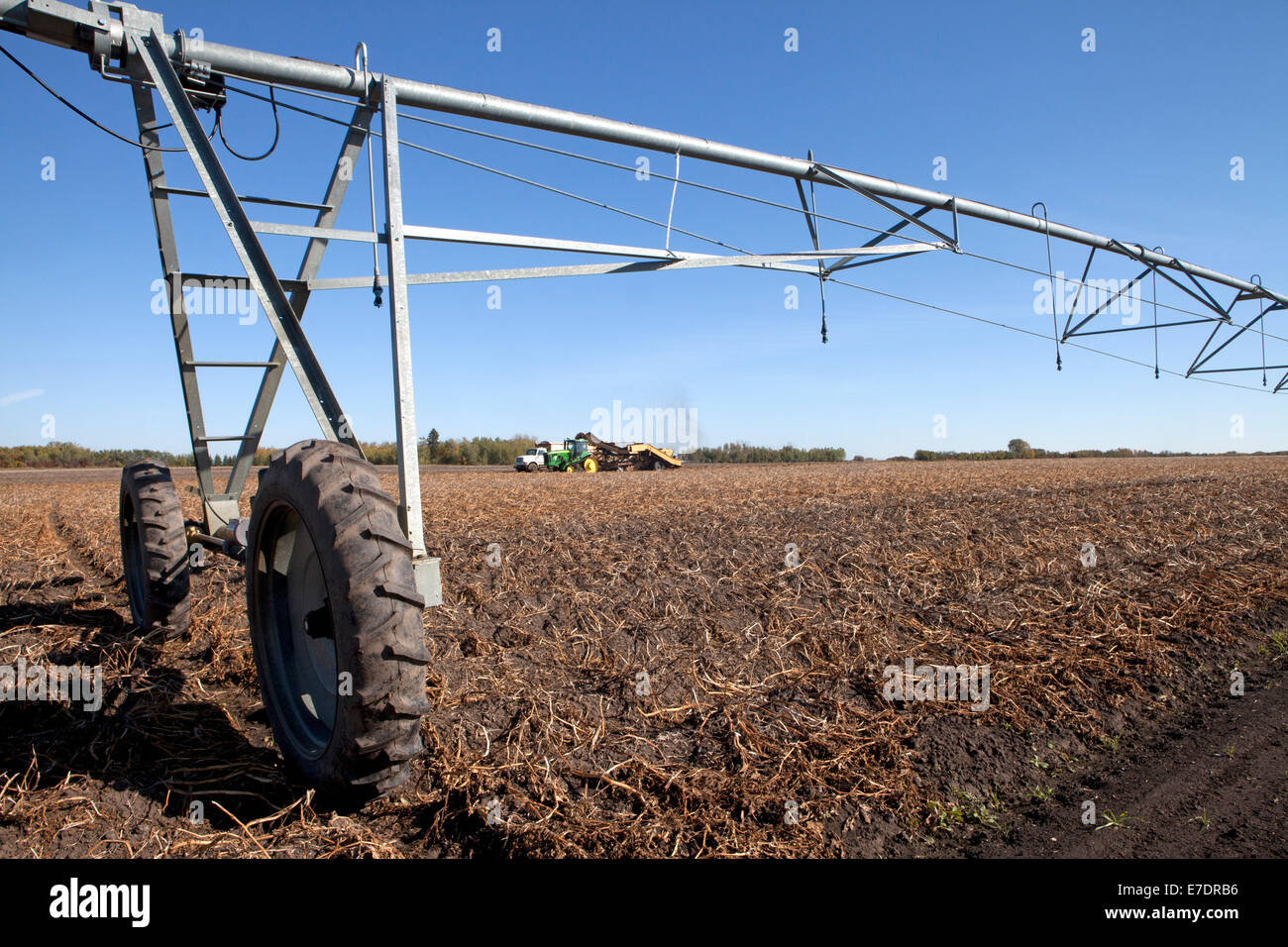 Champ de pommes de terre avec le système d'irrigation et de pommes de terre, Fort Saskatchewan, Alberta, Canada Banque D'Images