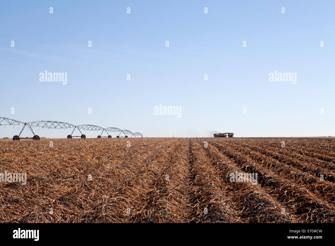 Champ de pommes de terre avec le système d'irrigation et de pommes de terre la récolteuse sur horizon, Fort Saskatchewan, Alberta, Canada Banque D'Images